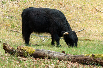 Black scottish highlander grazes the grass on the mookerheide nature reserve in the province of limburg in the netherlands