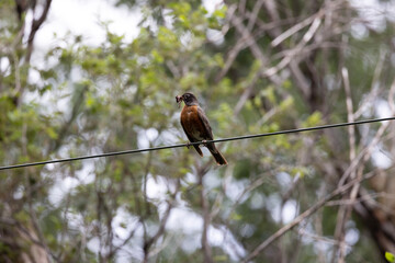robin on a power line holding worms