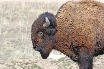 Bison on Antelope Island, Utah, in winter	
