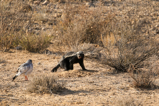 Foraging Honey Badger while Pale Chanting Goshawk looks on, Kalahari (Kgalagadi)