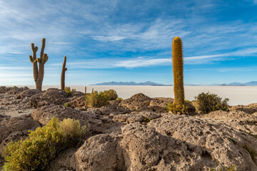 Cactus island in the salar de uyuni in the bolivian altiplano