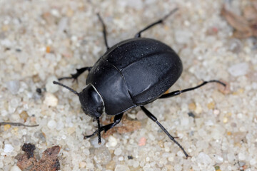 Erodius carinatus. Species of darkling Beetle (family Tenebrionidae) running in the sun on the sand on the beaches of Albania.