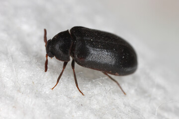 Globicornis emarginata. Rarely observed beetle of the skin beetles family Dermestidae. - obrazy, fototapety, plakaty