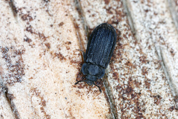 Grynocharis oblonga, a species of insect from family Bark-gnawing beetles (Trogossitidae). A predator that lives under the bark of dead trees.
