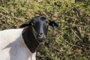 Dorper sheep farming in the Kalahari 