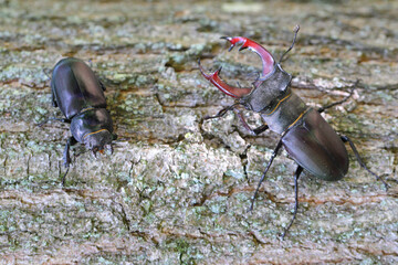 Stag beetle (Lucanus cervus) is a beetle native to Europe. Male and female on the trunk of an oak tree.
