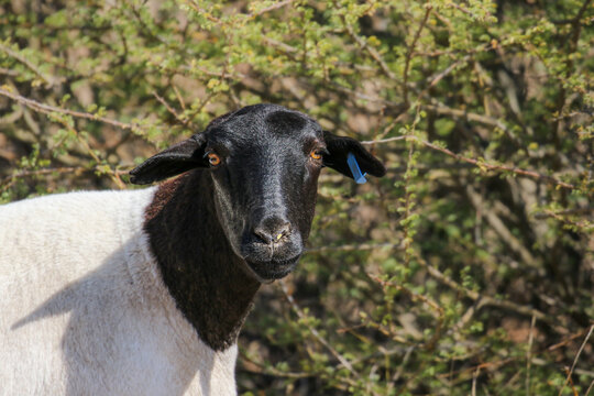 Dorper sheep farming in the Kalahari 
