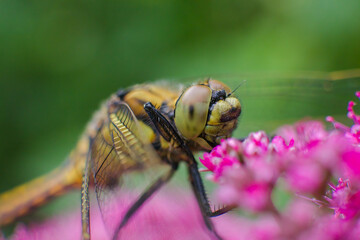A captivating macro shot capturing a vibrant yellow dragonfly perched on pink flowers, with its mesmerizing eyes stealing the spotlight