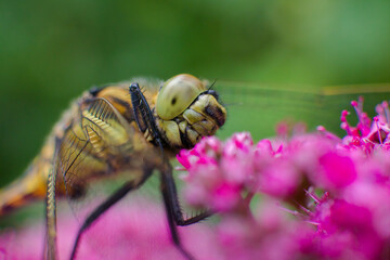 A striking yellow dragonfly perches on delicate pink flowers, its mesmerizing eyes capturing attention in this captivating macro composition