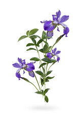 Fototapeta na wymiar blue flowers isolated on white. Iris