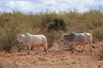 Brahman cattle farming in the Kalahari 