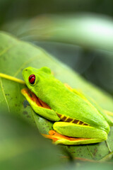 tropical green frog in a green leaf from the tropical forest of Costa RIca