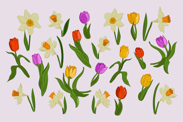 Set of spring hand drawn flowers. Vector flat isolated tulipses and daffodils with colored outlines on white background. Ideal for stickers, tatoo, pattern, background, wrapping paper