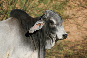 Large Brahman bull, cattle farming in the Kalahari  - obrazy, fototapety, plakaty