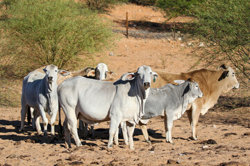 Brahman cattle farming in the Kalahari 