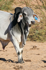 Large Brahman bull, cattle farming in the Kalahari  - obrazy, fototapety, plakaty