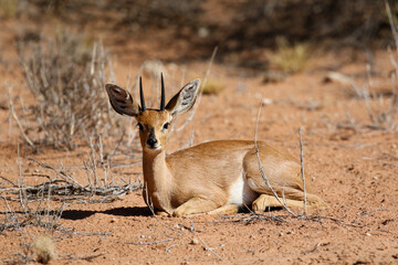 Steenbok ram in the Kalahari (Kgalagadi)