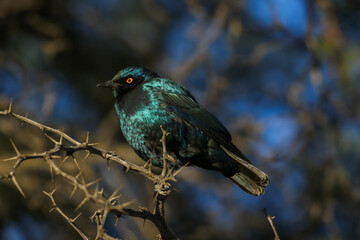 Cape Glossy Starling in the morning sun, Kalahari (Kgalagadi)