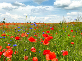 A large field in Czeladź overgrown with field poppy