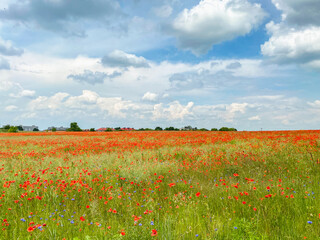 A large field in Czeladź Poland. overgrown with field poppy