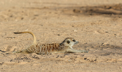 Obraz na płótnie Canvas Meerkat early morning stretch, Kalahari (Kgalagadi)