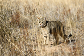 African wildcat in the long grass, Kalahari (Kgalagadi)