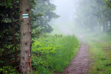 Foggy morning on a forest trail in the mountains