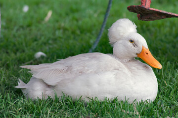 Bali Duck on a rural zone