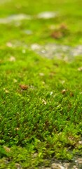 green moss on the ground