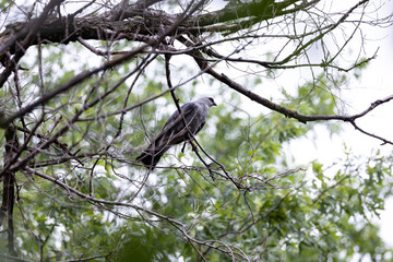 Mississippi kite among branches