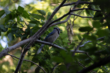 blue jay hiding among branches
