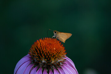 moth pollinating a flower