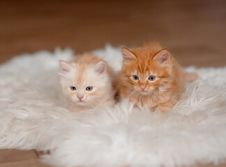 two small ginger charming kittens at home. Pets.