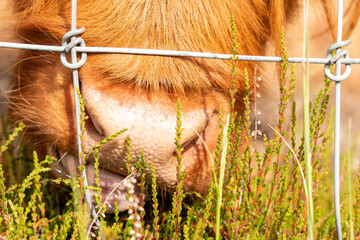 extreme close up of a brown scottish highlander cow trying to eat the leaves through the fence at the mookerheide nature reserve in limburg, the netherlands