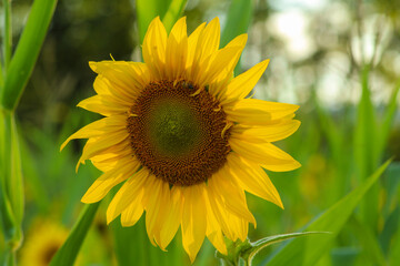 Sunflowers in the field