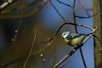 Image of a tiny cute blue tit perched on a tree branch with a dark blue soft background
