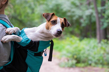 Caucasian woman walking outdoors with dog jack russell terrier in a special backpack. 