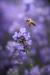 bee flies above the lavender flowers