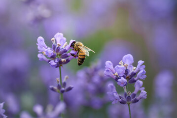 bee collects nectar on lavender flowers