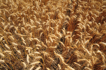 wheat field close-up, cuzco peru