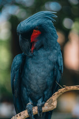 Close up shot of big blue parrot sitting on tree branch. Colorful beautiful safari bird