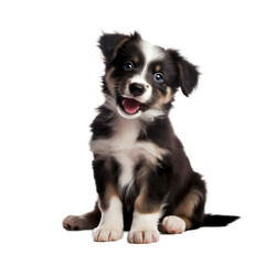 border collie puppy isolated on transparent background