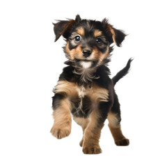 yorkshire terrier puppy isolated on transparent background
