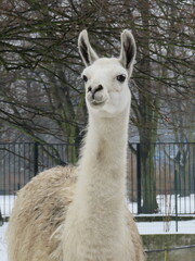 lama  © Weronika