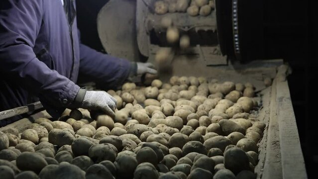 Farmers sort potatoes before packaging at small vegetable farm.