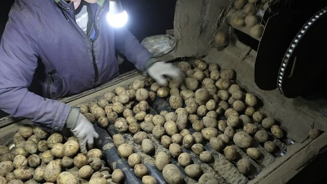 Potatoes on conveyor belt in cold warehouse of small agricultural farm that grows vegetables.