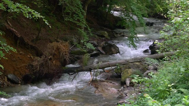 Pure mountain river, fallen tree - (4K)