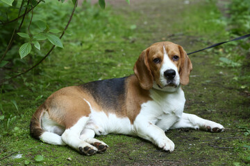 Naklejka na ściany i meble beagle dog closeup portrait with on green grass background