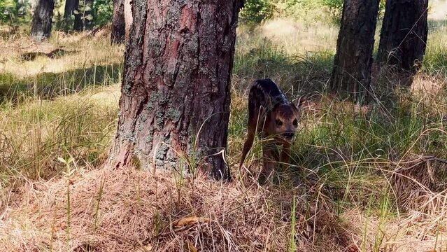 Close up baby wild european roe deer scared and alone in pine forest in curonian spit national park