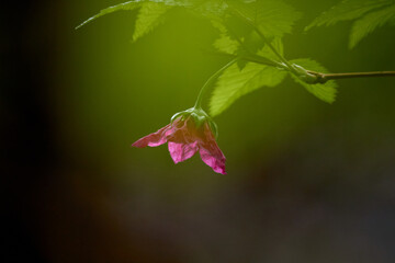 Soft Focus Pink Salmonberry Flower